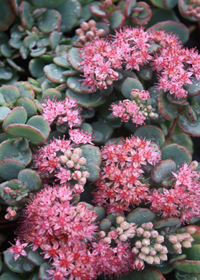 Sedum sieboldii 'October Daphne'